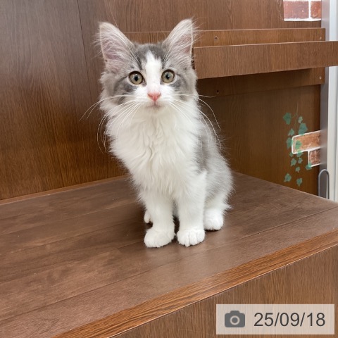 ノルウェージャンフォレストキャットの写真