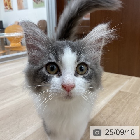 ノルウェージャンフォレストキャットの写真