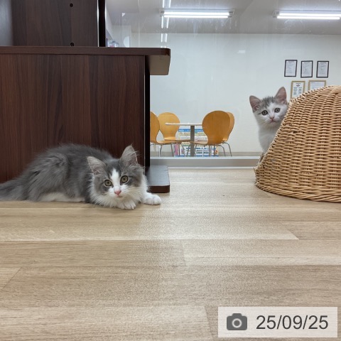 ノルウェージャンフォレストキャットの写真