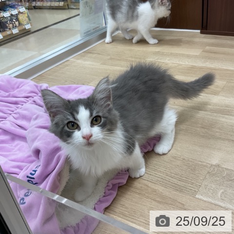 ノルウェージャンフォレストキャットの写真