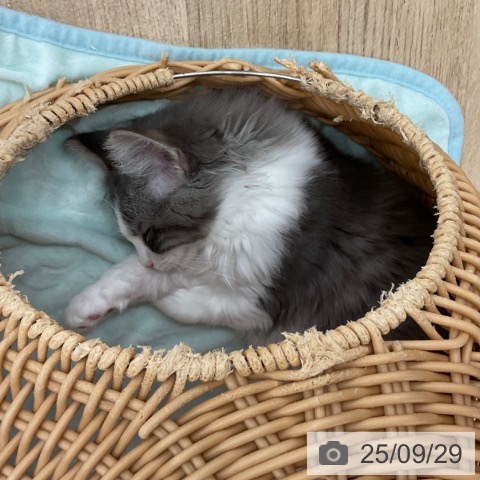ノルウェージャンフォレストキャットの写真