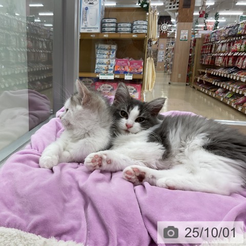 ノルウェージャンフォレストキャットの写真