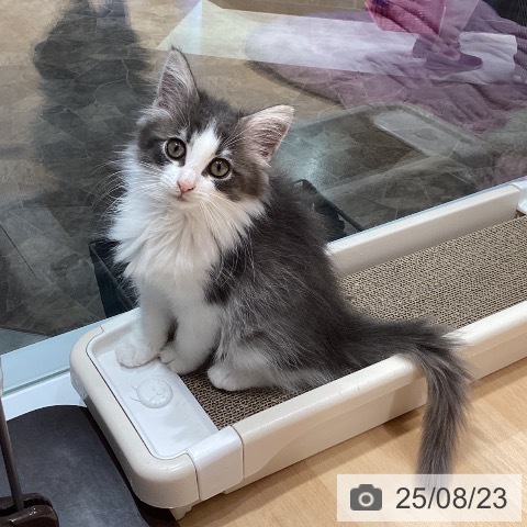 ノルウェージャンフォレストキャットの写真