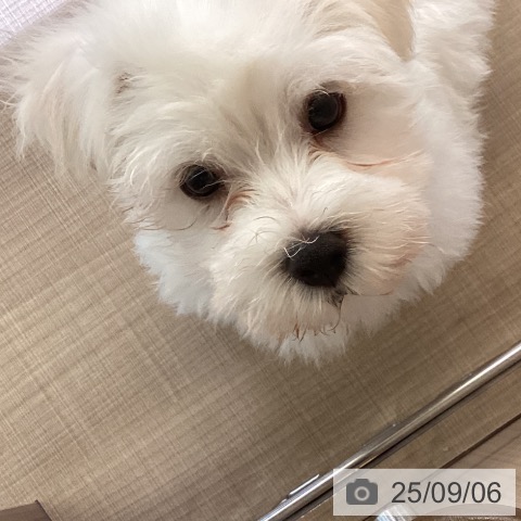 マルチーズの写真