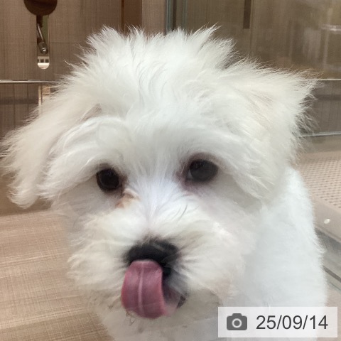 マルチーズの写真