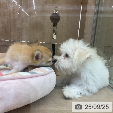 マルチーズの写真