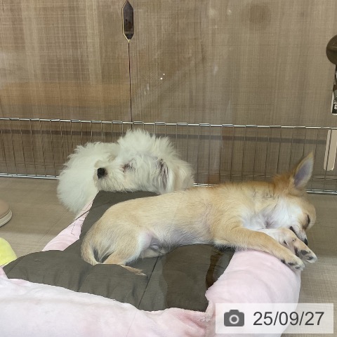 マルチーズの写真