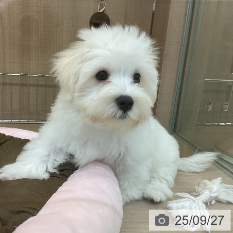 マルチーズの写真