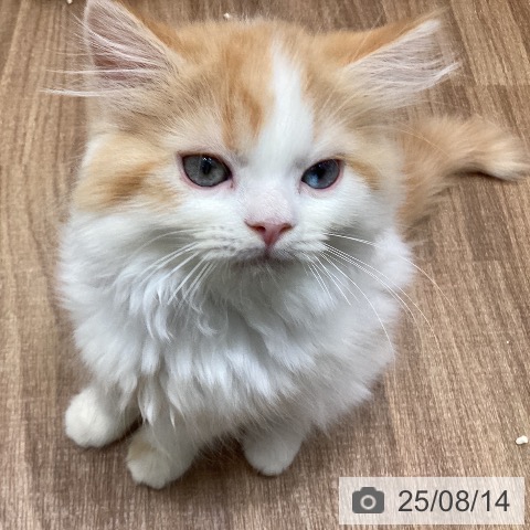 ミヌエットの写真