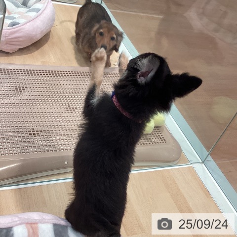 チワワの写真