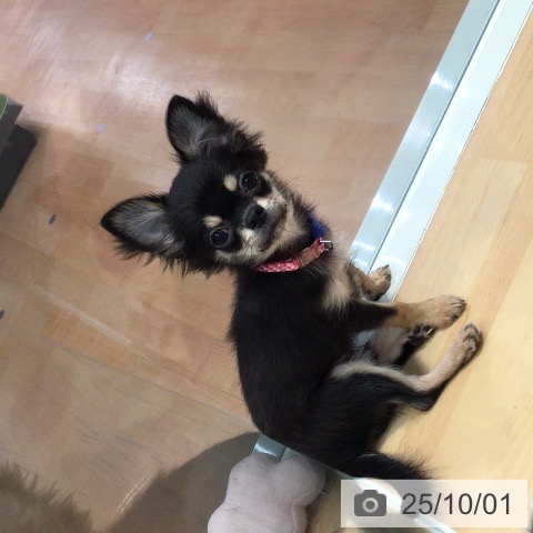 チワワの写真