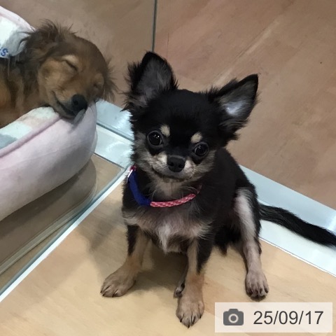 チワワの写真