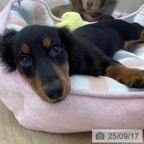 ミニチュア・ダックスフンドの写真