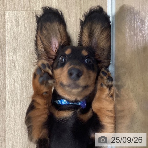 ミニチュア・ダックスフンドの写真