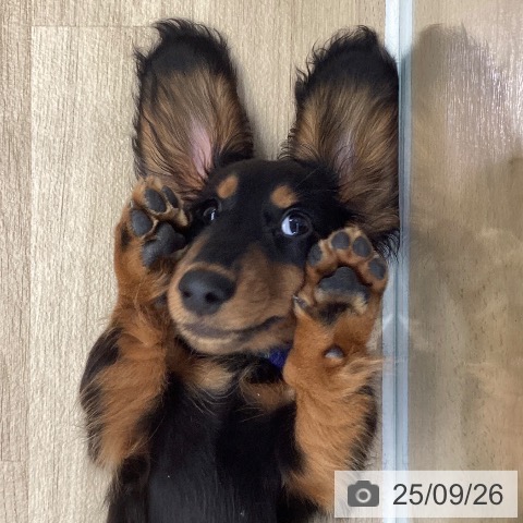ミニチュア・ダックスフンドの写真