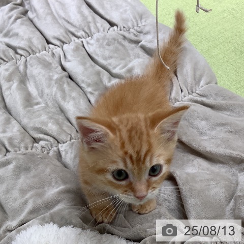 マンチカンの写真