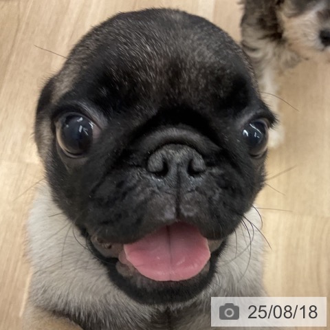 パグの写真