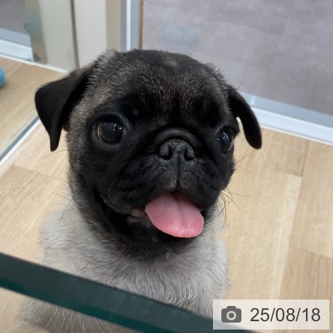 パグの写真