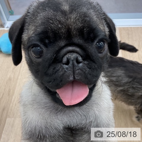 パグの写真