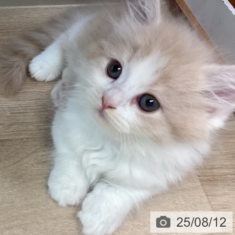 マンチカンの写真