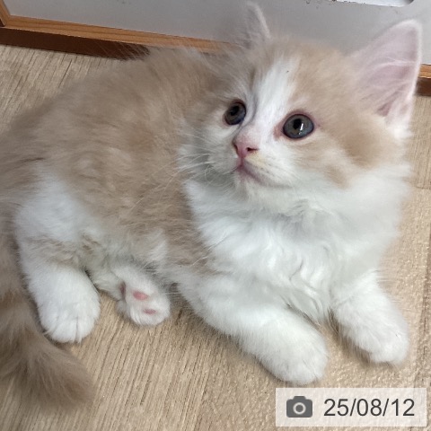 マンチカンの写真