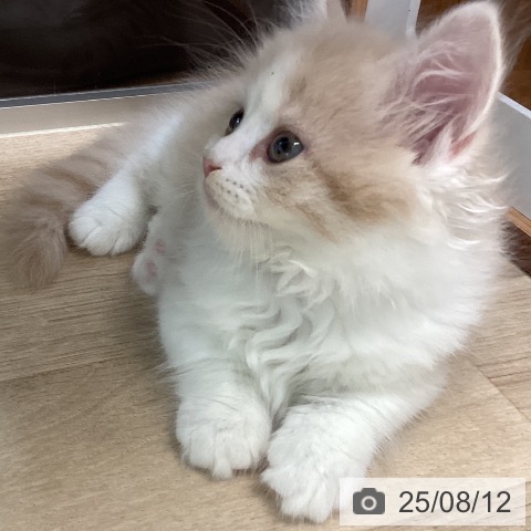 マンチカンの写真