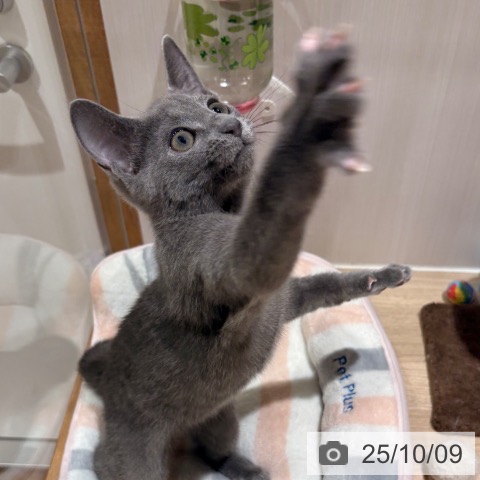 ロシアンブルーの写真