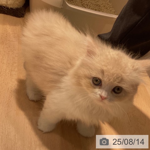 スコティッシュフォールドの写真