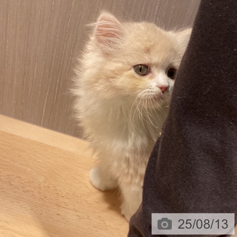スコティッシュフォールドの写真