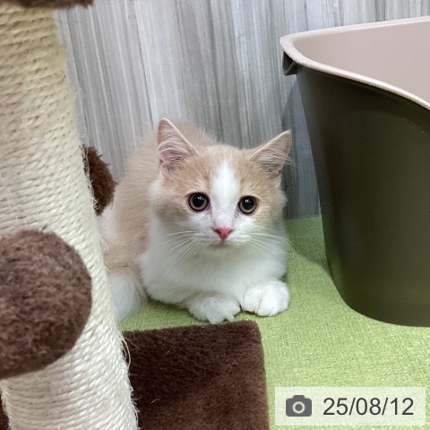 マンチカンの写真