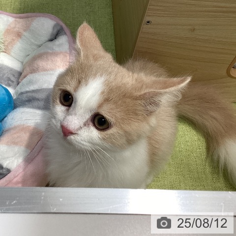 マンチカンの写真