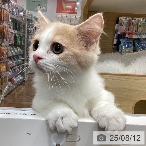 マンチカンの写真