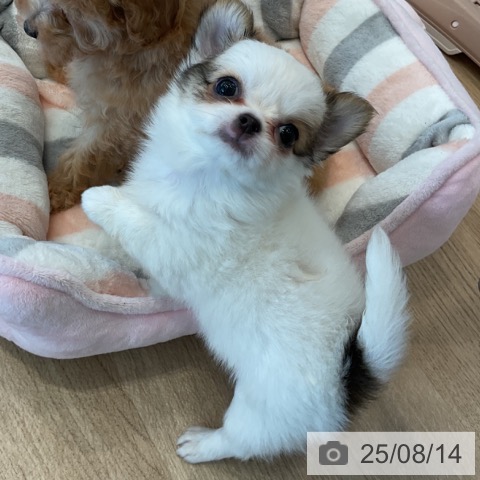 チワワの写真
