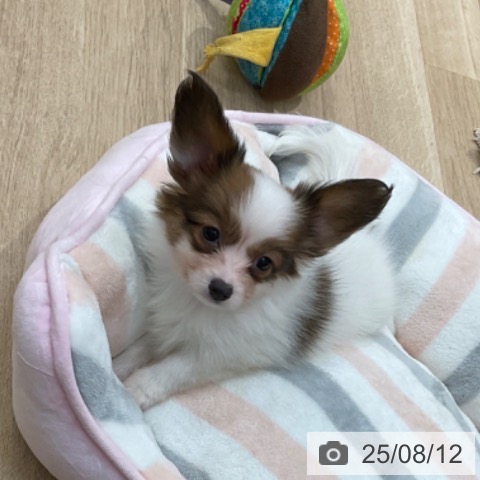 パピヨンの写真