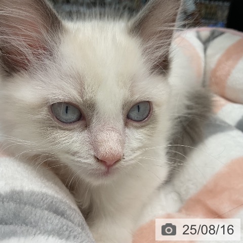 ラグドールの写真