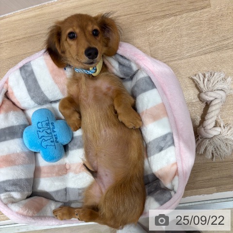 ミニチュア・ダックスフンドの写真