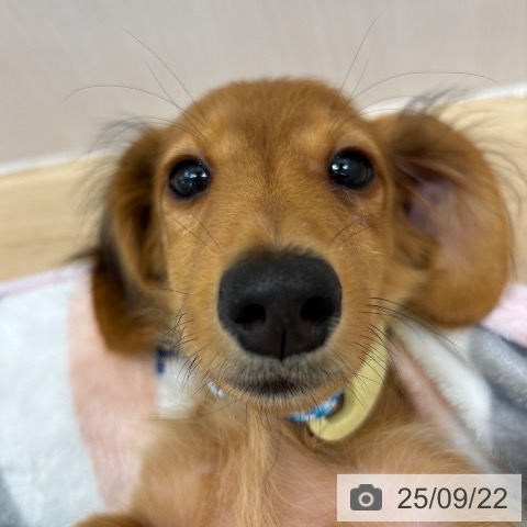 ミニチュア・ダックスフンドの写真