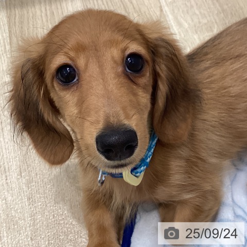 ミニチュア・ダックスフンドの写真
