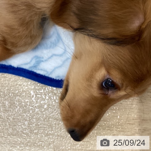 ミニチュア・ダックスフンドの写真