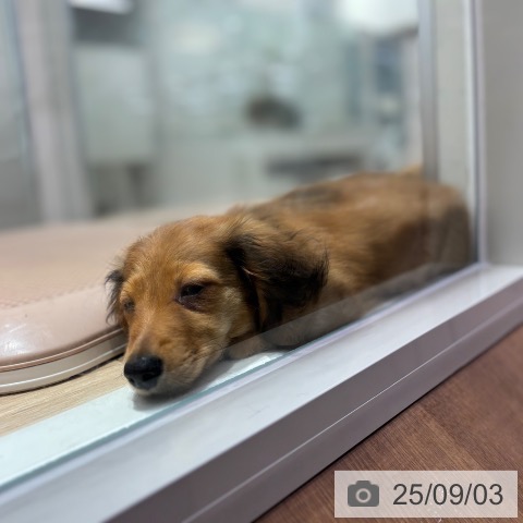 ミニチュア・ダックスフンドの写真