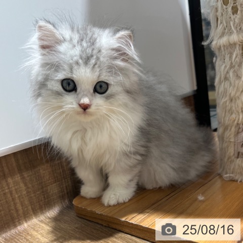 スコティッシュフォールドの写真