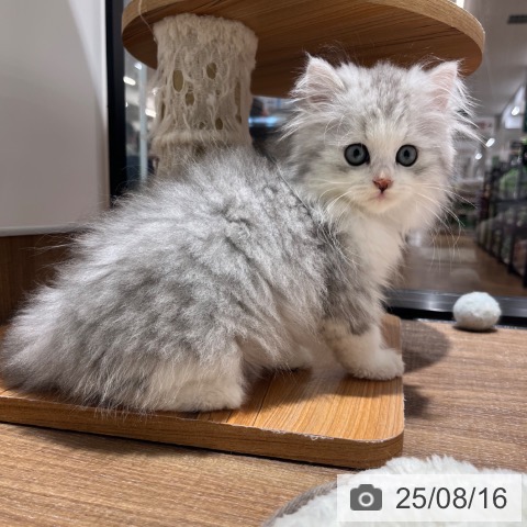 スコティッシュフォールドの写真