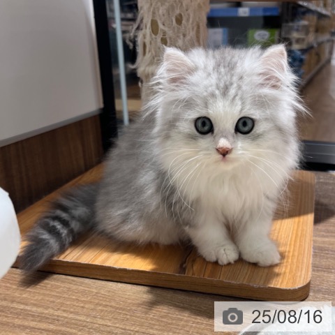 スコティッシュフォールドの写真
