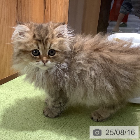 スコティッシュフォールドの写真