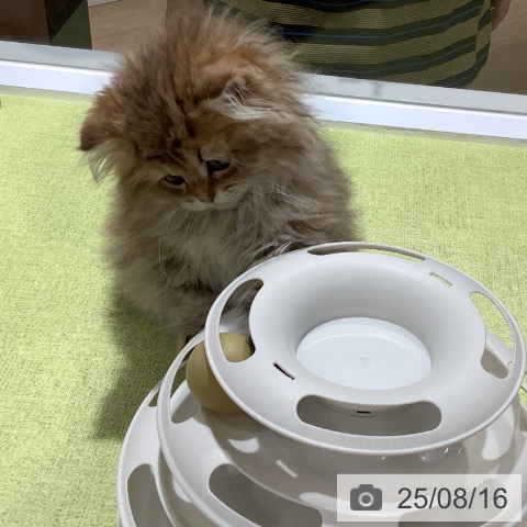 スコティッシュフォールドの写真