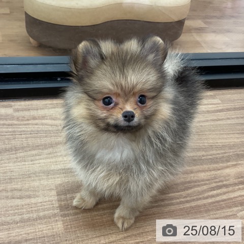 ポメラニアンの写真