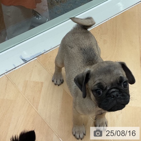 パグの写真