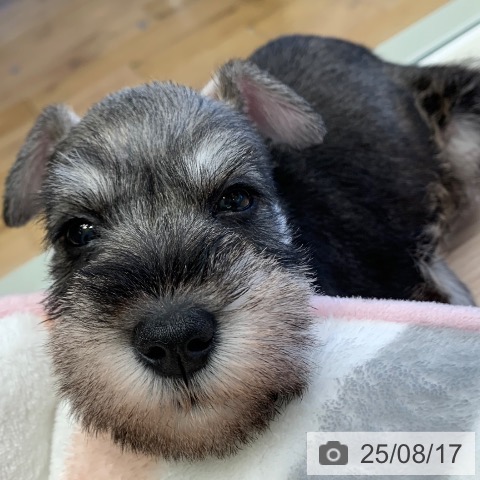 ミニチュア・シュナウザーの写真