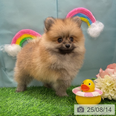 ポメラニアンの写真