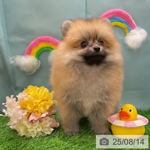 ポメラニアンの写真